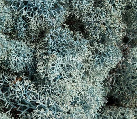 Мох ягель сушений (скандинавський) куплю- фото № 2