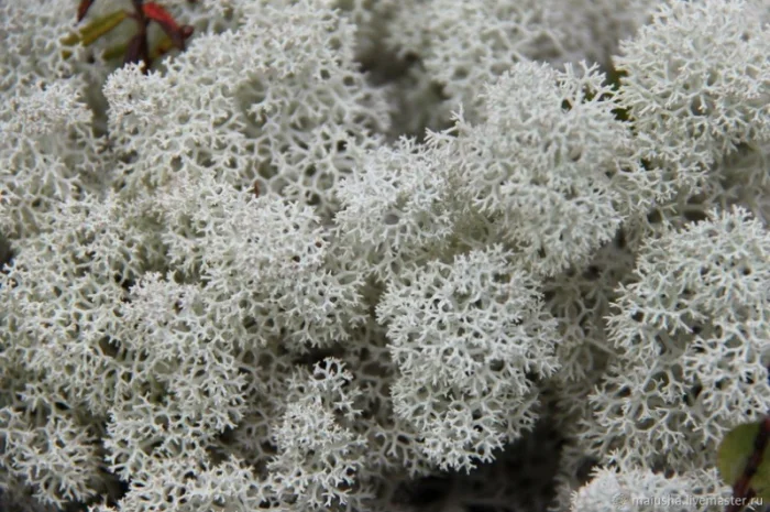 Мох ягель сушений (скандинавський) куплю- фото № 4