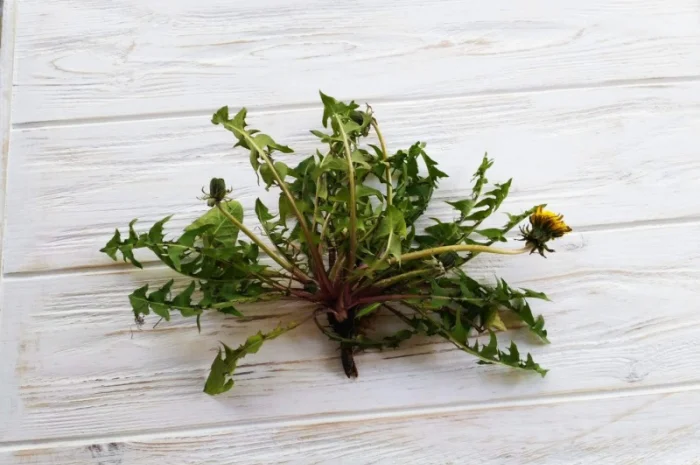 Кульбаба лист сушений (одуванчик)- фото № 1