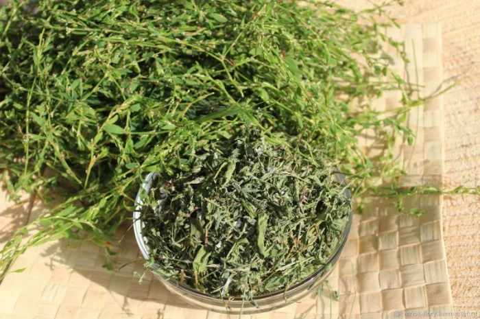 Спориш сушений- фото № 1