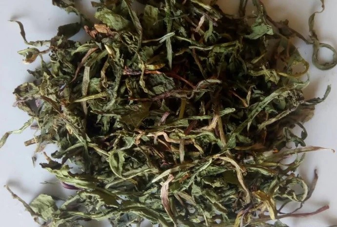 Кульбаба (одуванчик) листя сушене куплю- фото № 3