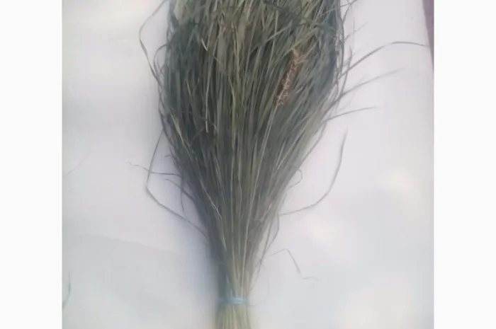 Продам Траву Зубровку и лек. сырье для ликьеро-водочной промишленности- фото № 2