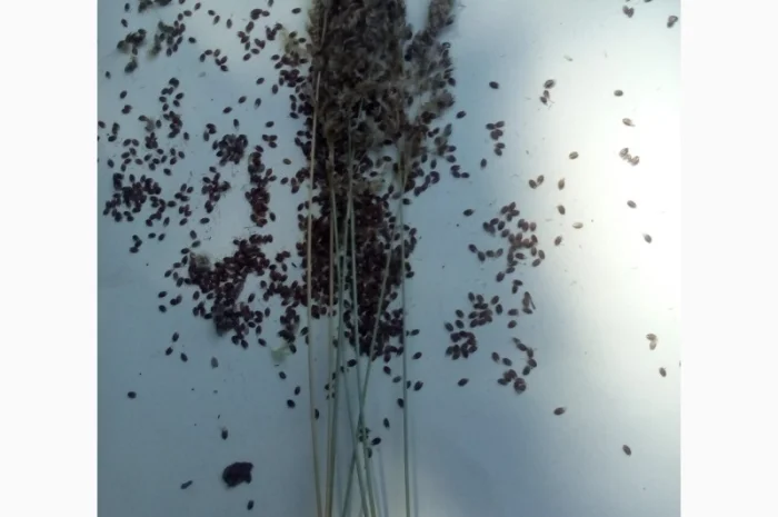 Продам Траву Зубровку и лек. сырье для ликьеро-водочной промишленности- фото № 7