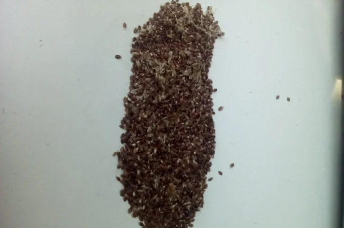 Продам Траву Зубровку и лек. сырье для ликьеро-водочной промишленности- фото № 5