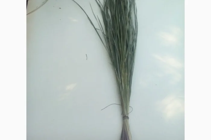 Продам Траву Зубровку и лек. сырье для ликьеро-водочной промишленности- фото № 6