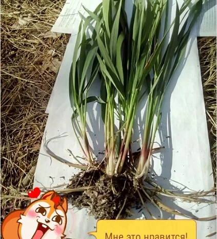 Продам Траву Зубровку и лек. сырье для ликьеро-водочной промишленности- фото № 4