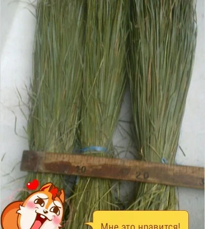 Продам Траву Зубровку и лек. сырье для ликьеро-водочной промишленности- фото № 12