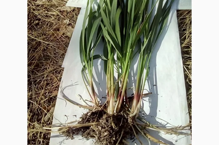 Продам РОЗСАДУ трави Зубровки, Ландиша- фото № 1