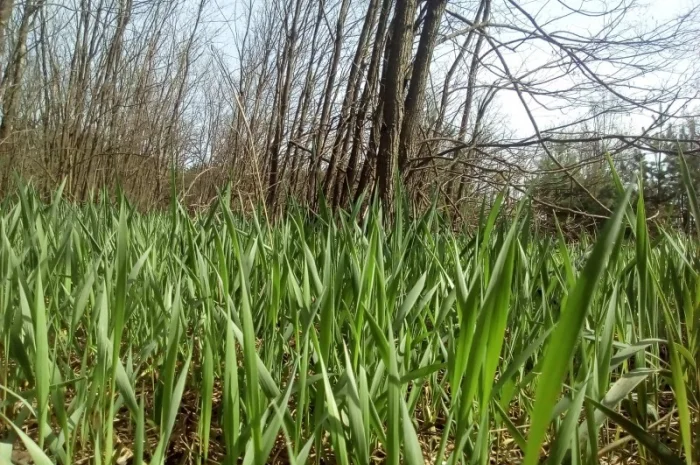 Продам РОЗСАДУ трави Зубровки- фото № 3