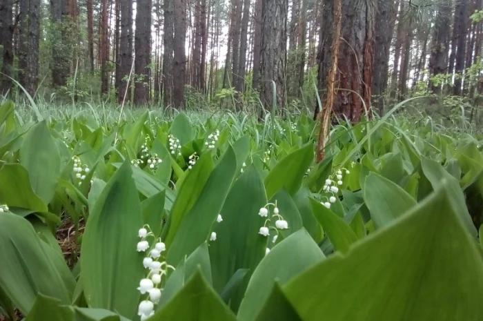Продам РОЗСАДУ трави Зубровки, Ландиша- фото № 2
