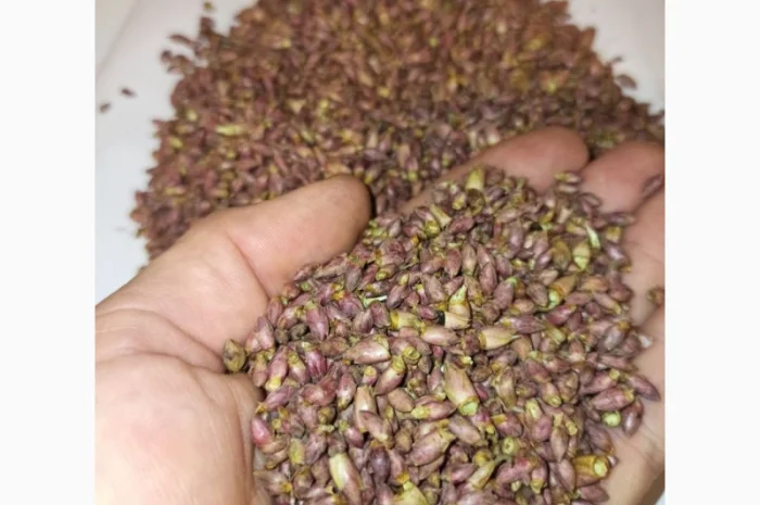 Продам бруньки чорної смородини- фото № 1