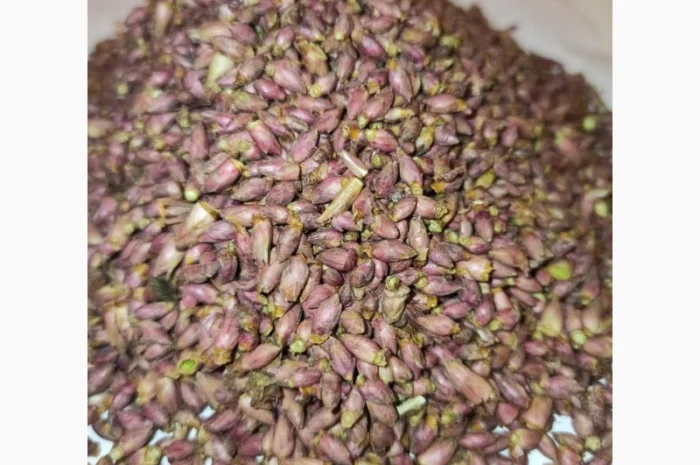 Продам бруньки чорної смородини- фото № 3