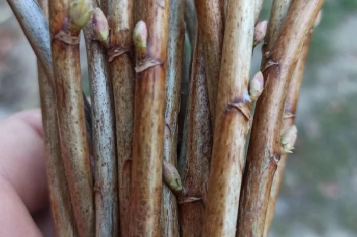 Продам бруньки чорної смородини- фото № 4