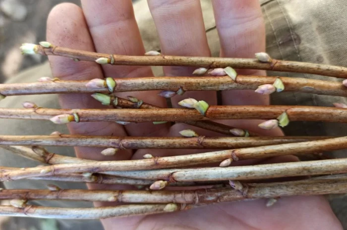 Продам бруньки чорної смородини- фото № 5