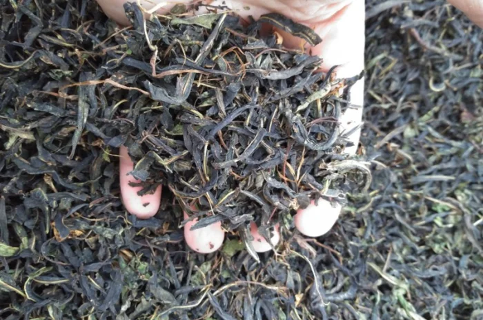 Іван-чай ферментований- фото № 1