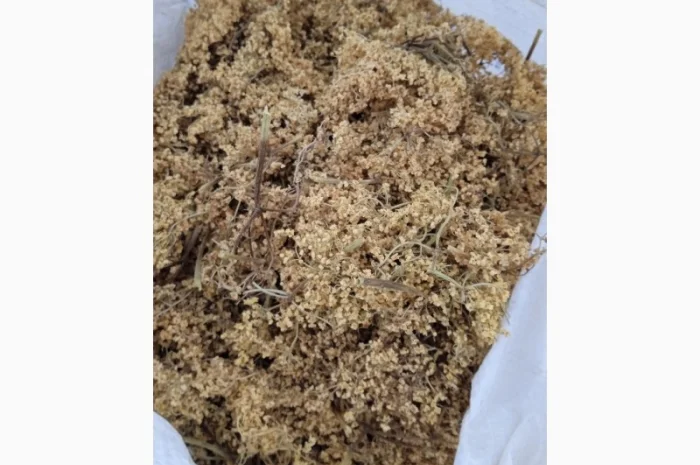 Продам цвіт бузини чорної- фото № 1