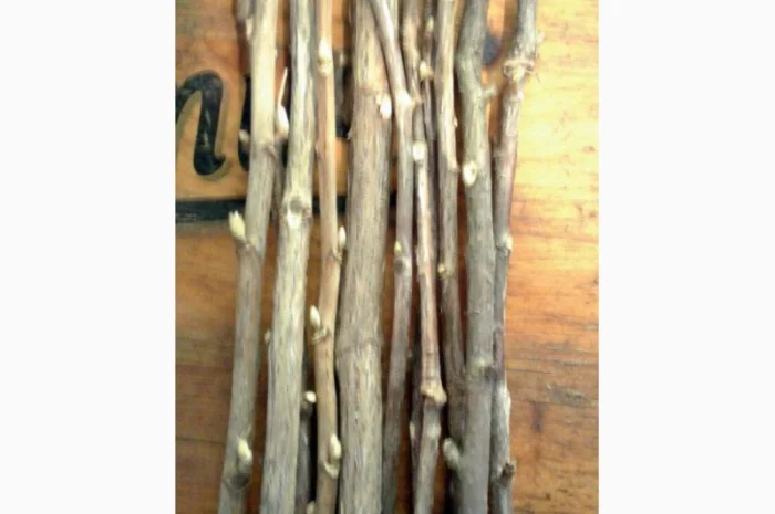 Гілочки пагони смородини сухі- фото № 1