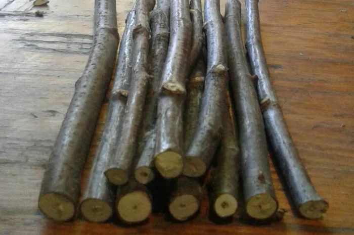 Гілочки пагони смородини сухі- фото № 2