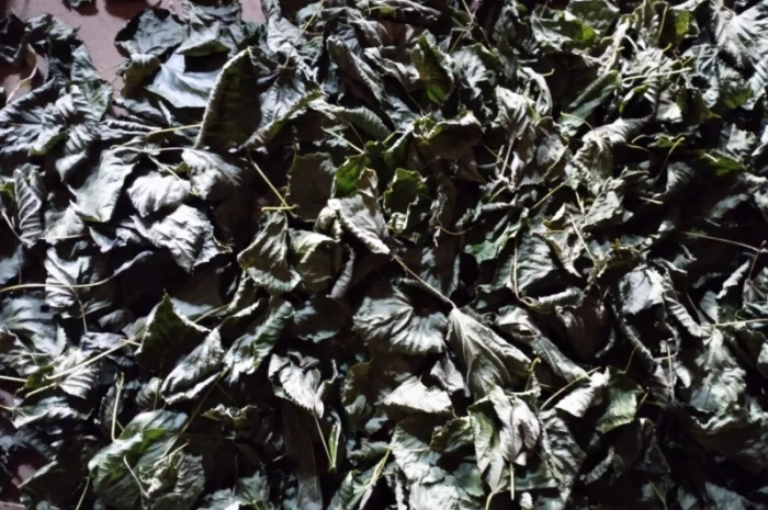 Лист липи- фото № 1