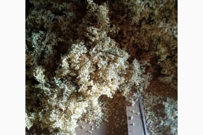 Продам залишок цвіту бузини- фото № 1