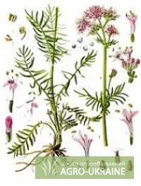 Продам лекарственные травы- фото № 1