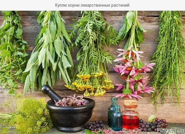 Куплю лікарські рослини- фото № 1