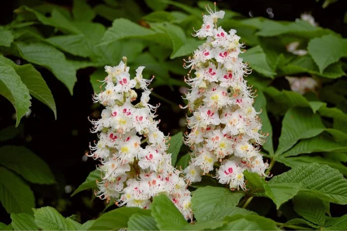 Куплю цвіт каштану- фото № 1