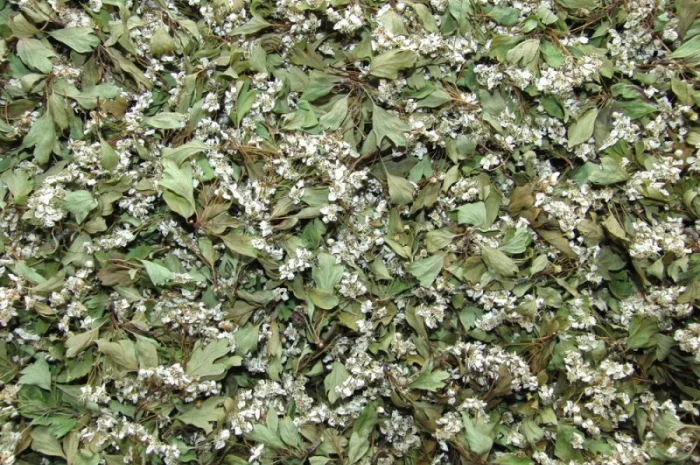 Куплю сухий цвіт глоду- фото № 1