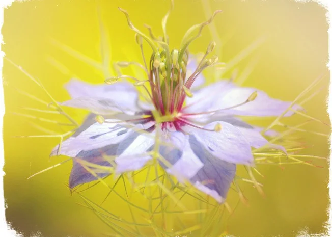 Черный тмин товарный- фото № 1