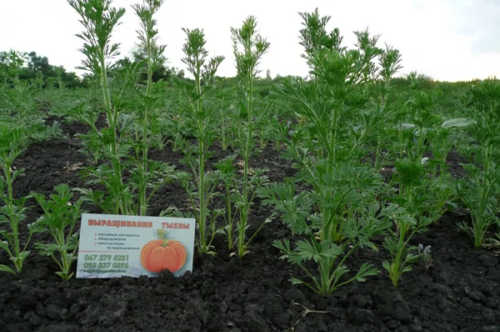 Черный тмин товарный- фото № 3