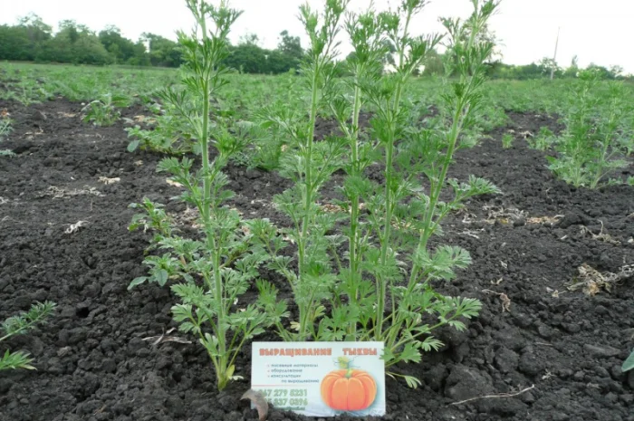 Черный тмин товарный- фото № 4