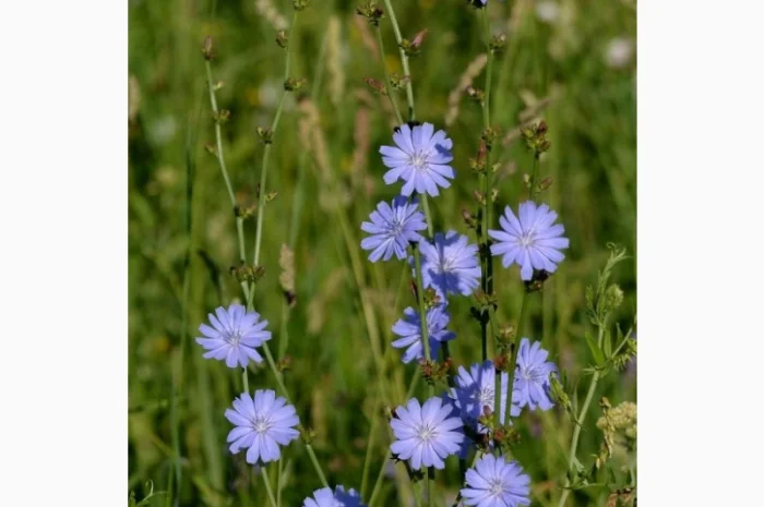 Куплю траву цикорію- фото № 1