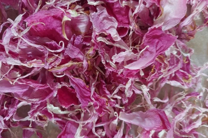 Продам сухі пелюстки рожевого піона- фото № 1