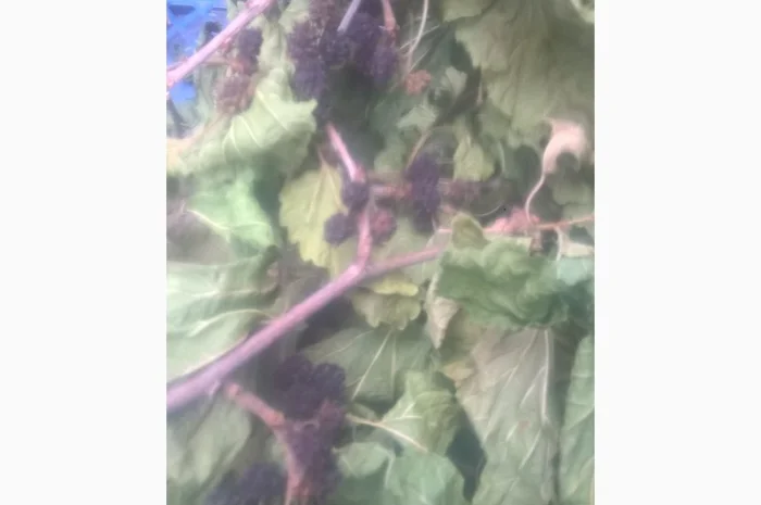 Продам тутовник кору корни веточки (шелковица черная)- фото № 1