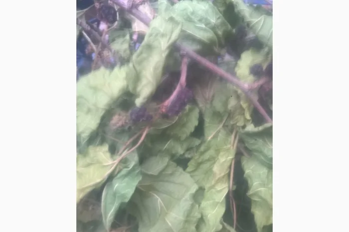 Продам тутовник кору корни веточки (шелковица черная)- фото № 3