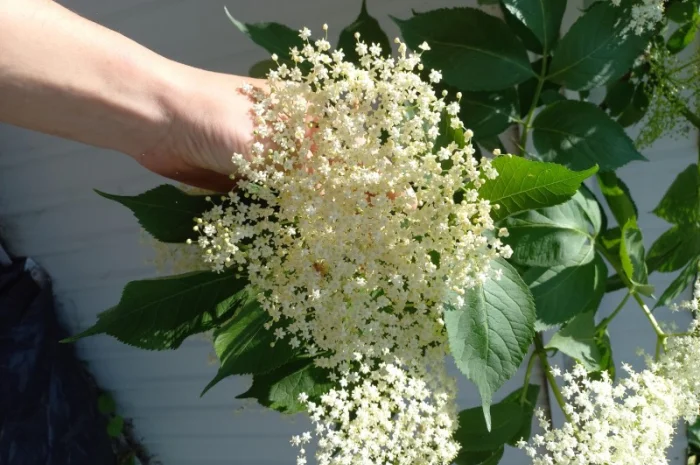 Куплю свіжу квітку бузини- фото № 1