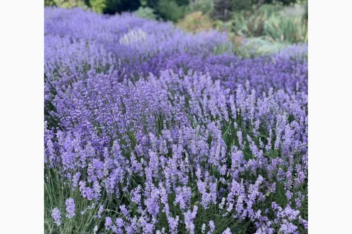 Продам сухую лаванду- фото № 1