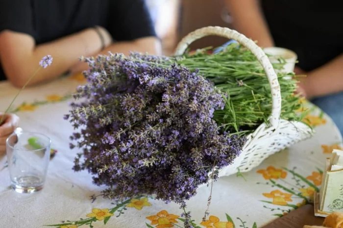 Продам сухую лаванду- фото № 2