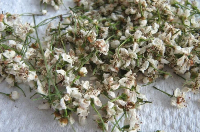 Куплю сухий цвіт глоду без листа ДОРОГО- фото № 2