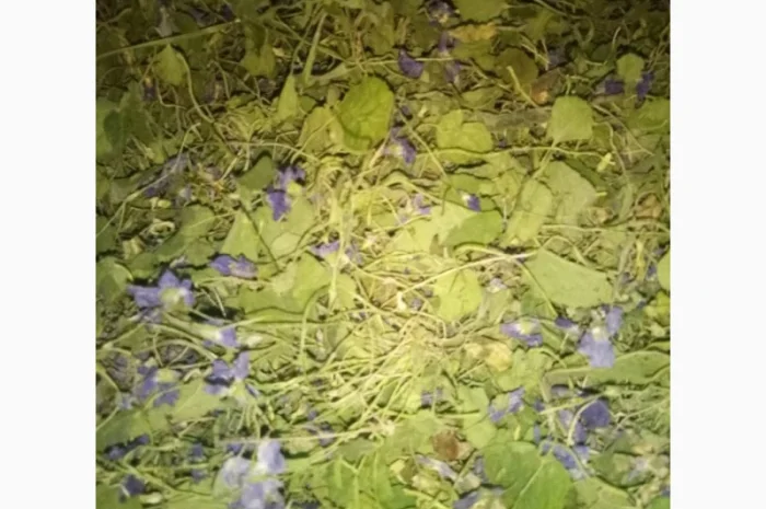 Куплю траву фіалки запашної- фото № 2