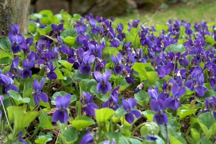 Куплю траву фіалки запашної- фото № 1