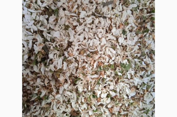 Куплю сухий цвіт терену- фото № 2