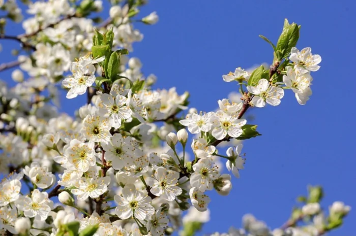 Куплю сухий цвіт терену- фото № 1