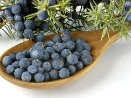 Ялівець Можжевельник- фото № 1