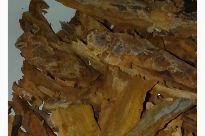 Кора усохшей вишни- фото № 1