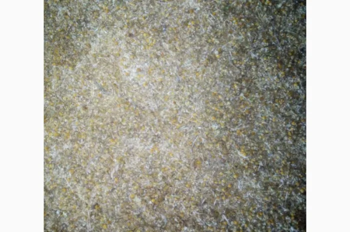 Закупаем по Украине ягоду бузины, цвет липы.Самовывоз от 500кг- фото № 1