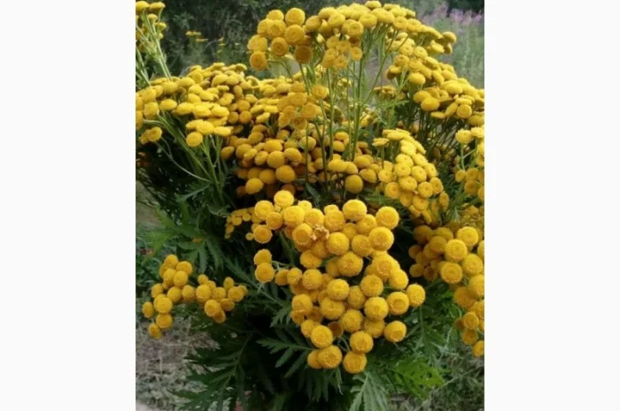 Купим пижму, зверобой, чебрец, только в сухом виде- фото № 1