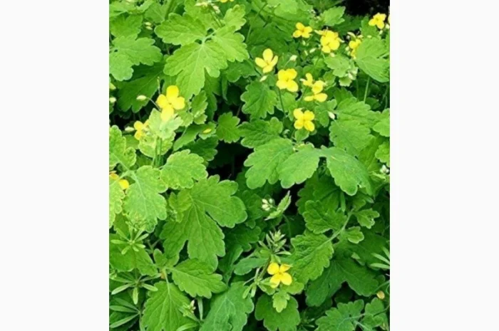 Закупаем чистотел траву сушенную., зверобой, пустырник- фото № 1