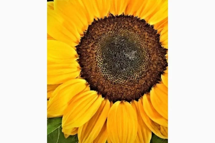 Куплю сухую Пелюстку Соняшника, цвет липы.Оплата нал- фото № 1