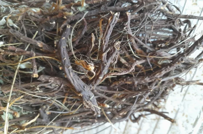 Продам лапчатки білої(п'ятипал)- фото № 1